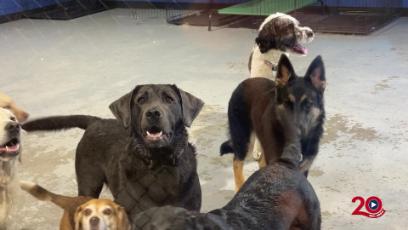 Living Local: You Lucky Dogs